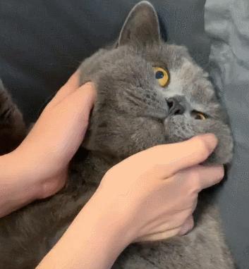 全网十大最丑猫咪,史上最丑的猫咪搞笑视频