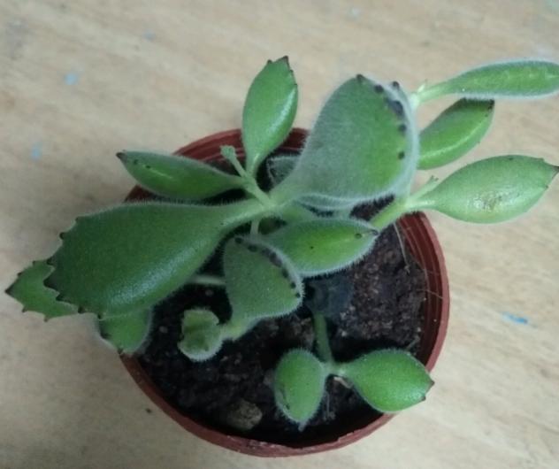 网购收到的熊童子掉叶子怎么办,熊童子断枝