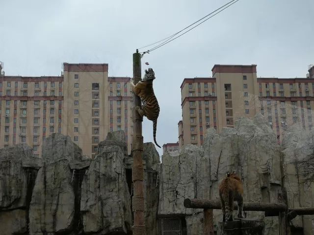 在上海迪士尼怎么玩比较快呢,在上海迪士尼玩一整天