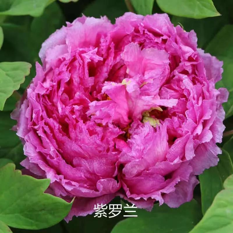 国色天香牡丹花雍容华贵,花中之王国色天香牡丹花