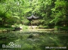 精选名茶西湖龙井价格,世界四大名茶西湖龙井