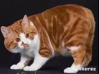无尾猫为什么是观赏性的猫,无尾猫是天生没尾巴吗
