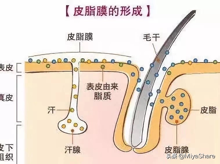“外油内干”的皮肤别再控油！3个方法：远离出油脱皮，皮肤水嫩