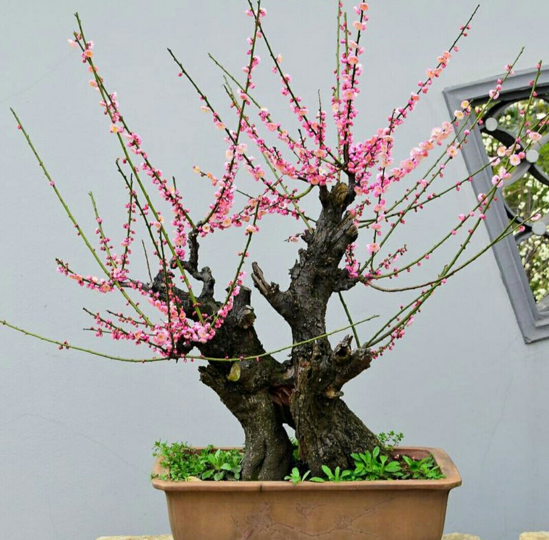 傲雪红梅盆栽,腊梅梅花盆景造型