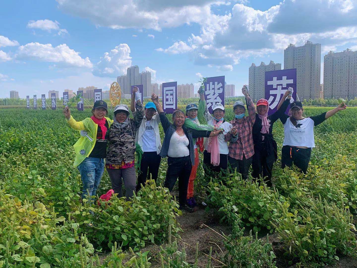 桦南紫苏种植基地在哪里,华南紫苏之乡