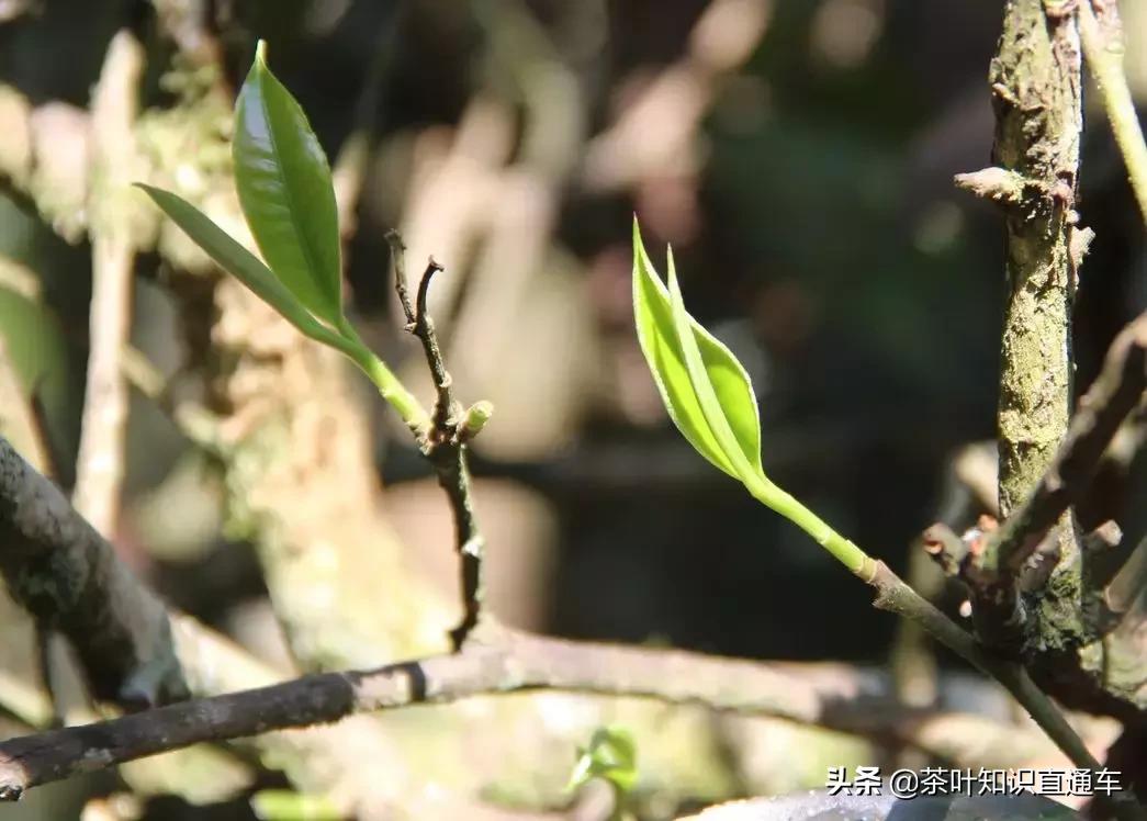 茶叶茶梗多是劣质茶吗,茶梗多的是劣茶吗
