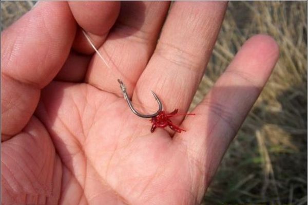 蚯蚓红虫钓鲫鱼的正确方法与技巧,蚯蚓红虫商品饵哪个钓鲫鱼好