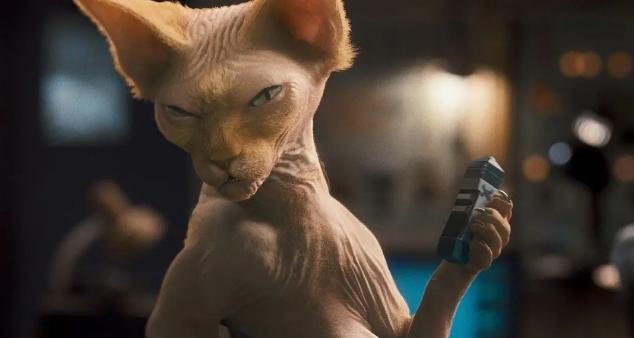 为什么喜欢斯芬克斯猫,斯芬克斯猫亲近人吗