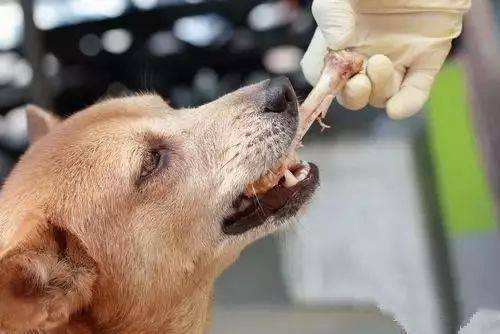 为什么狗狗不能吃熟骨头,狗狗为何不能吃鸡蛋清