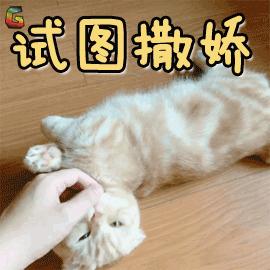 刚生的小奶猫怎样养,刚出生的小幼猫怎么养
