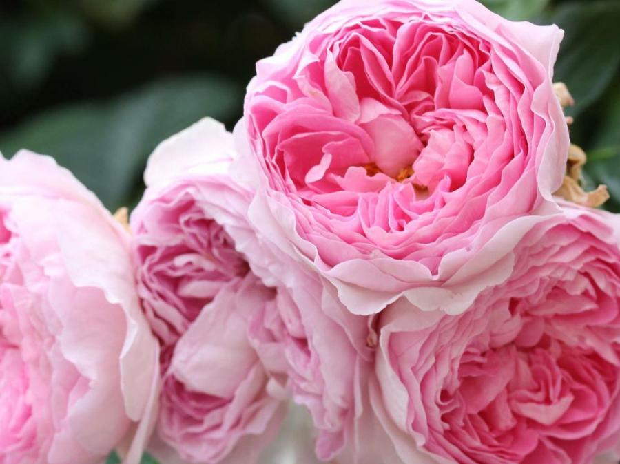 比较滋润的绵羊油,一瓶凡士林润肤霜搞定全身