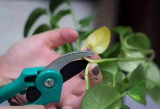 绿萝怎么修剪视频教程,绿萝怎么修剪叶子