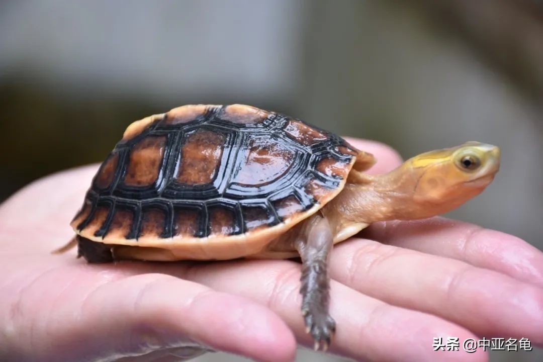新手养龟快速入门教程,石金钱龟冬天怎么养新手必看
