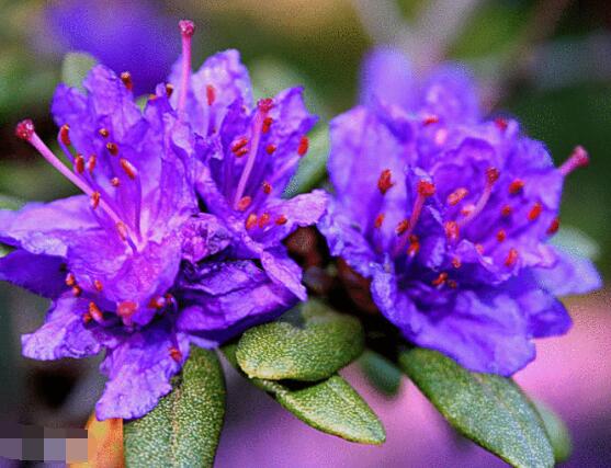 杜鹃花十大最美品种,杜鹃花十大品种排名及图片欣赏