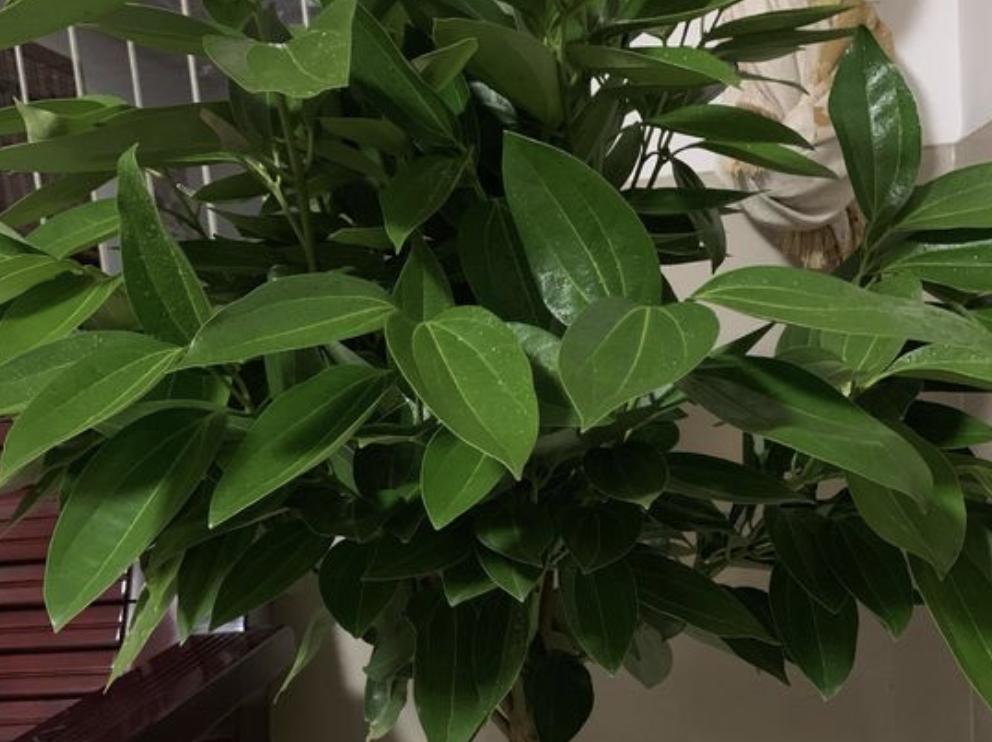 客厅养这5种花最忌讳这一点,家里适合养的花和植物风水