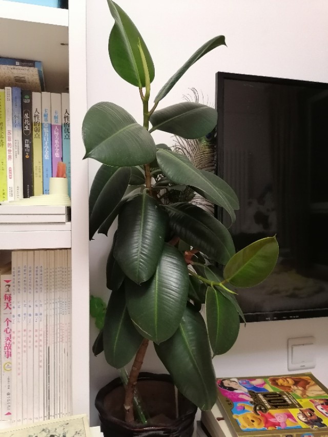 懒人养花小妙招盆栽,懒人养花直播