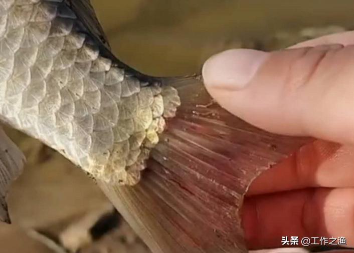 野钓的小鲫鱼能吃吗,尾巴有红线的鲫鱼能吃吗