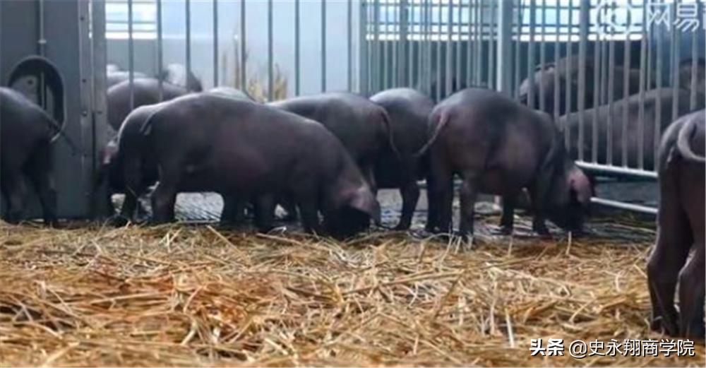 丁磊养猪刘强东种大米任正非养牛,丁磊养猪一年出栏多少头