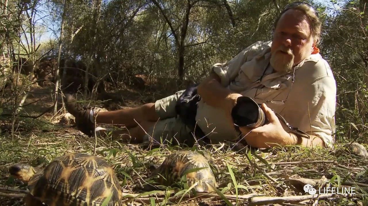 龟中“考拉”，请别让我们的孩子在博物馆见到它们...
