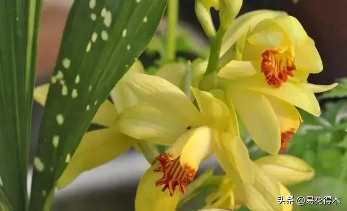兰花推荐亭亭玉立的鹤顶兰,金斑鹤顶兰花