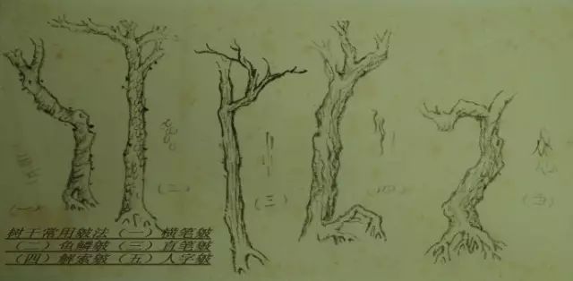 树的基本画法视频,树的素描画法