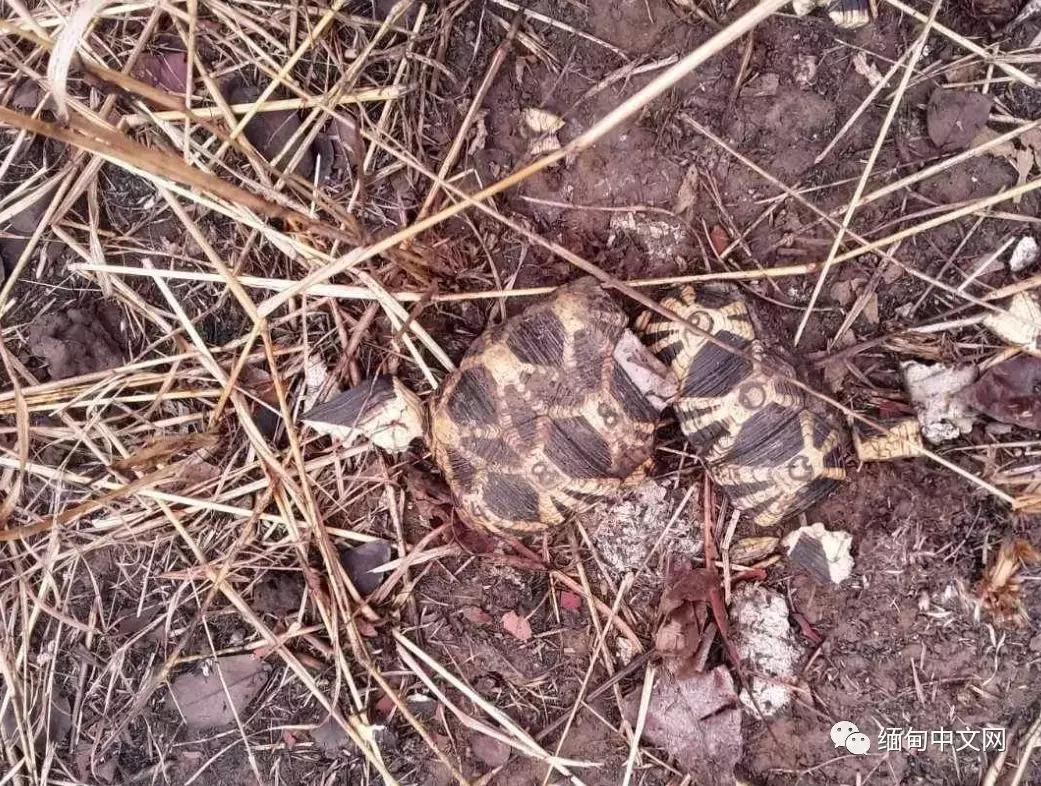 缅甸星龟成体,成年缅甸星龟