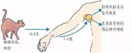 辟谣，猫应接受巴尔通体治疗？与猫抓病有何联系，如何预防与治疗