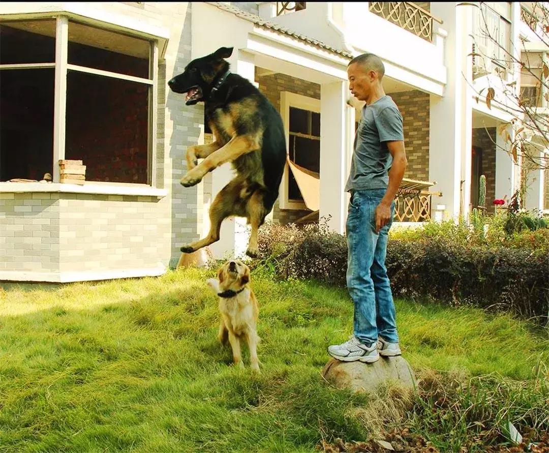 新手铲屎官训狗狗的方法大全,狗狗喂养小常识铲屎官你get了吗