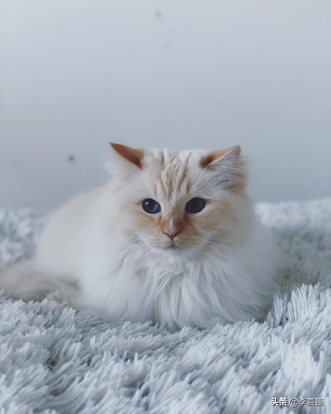 黄瓜吓唬猫会应激吗,盘点猫咪被黄瓜吓一跳的瞬间