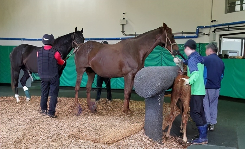 每天上线大喊“您配马？”，这群人快把游戏给玩坏了