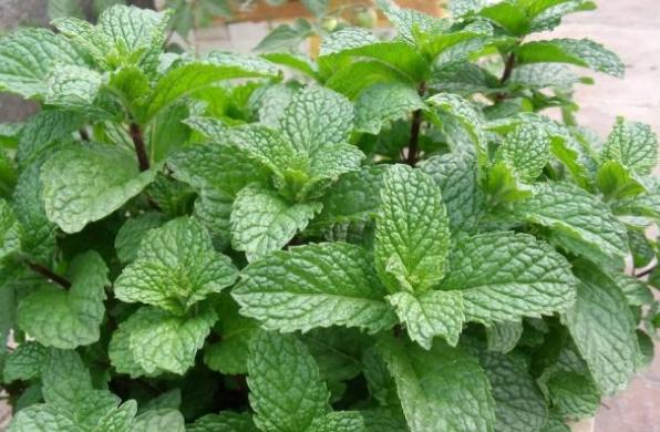 什么薄荷适合盆栽养殖呢,家养薄荷养殖方法