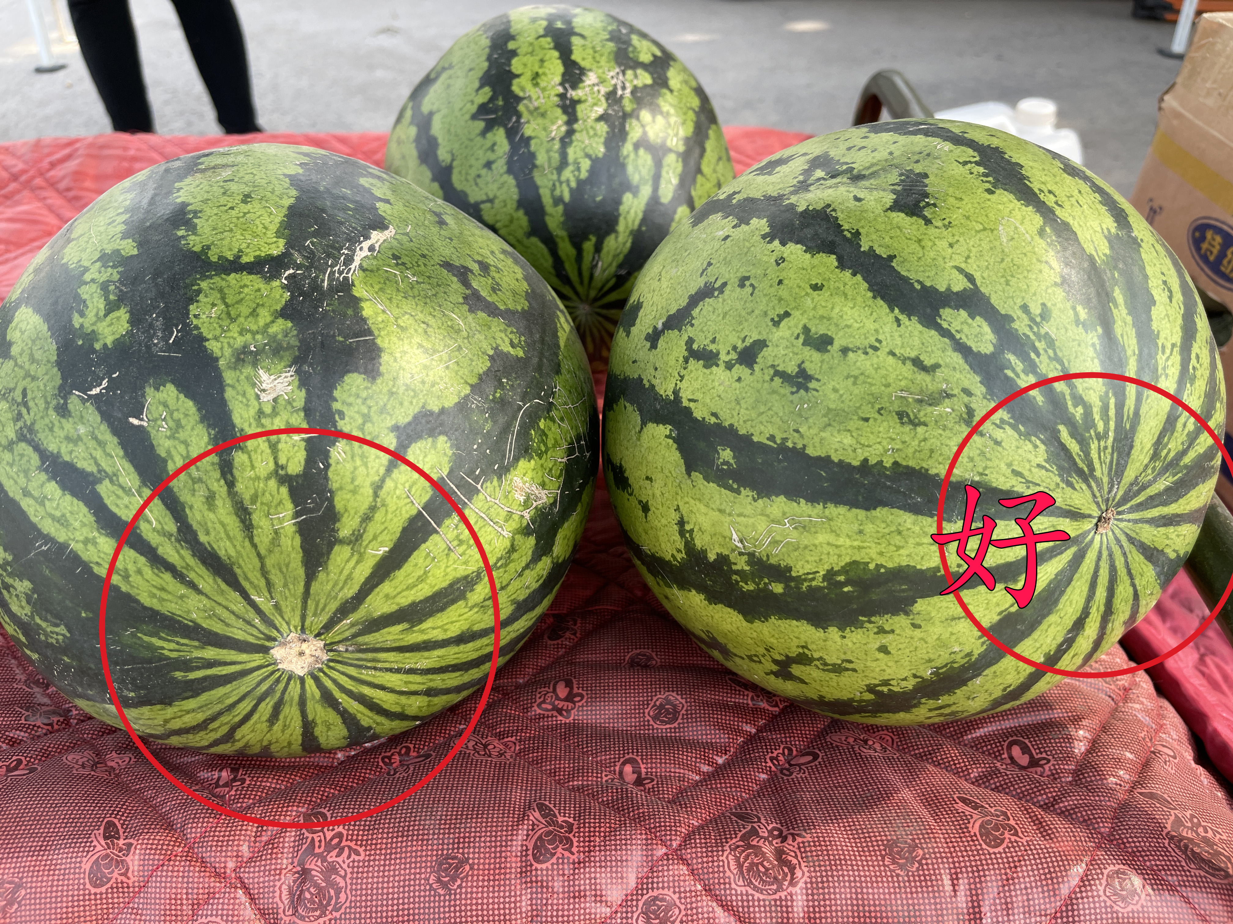 西瓜甜不甜四种挑法,怎么辨认西瓜甜不甜的小妙招