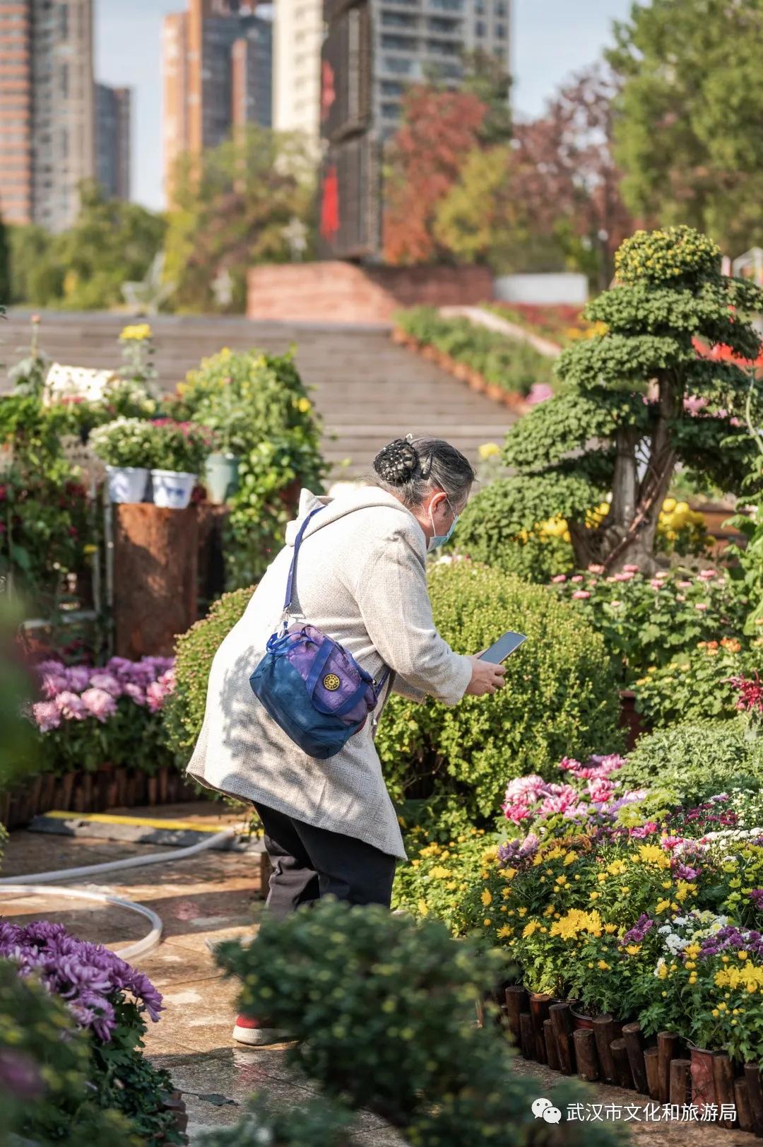 鏉ユ睙婊╄祻鑿婅姳,鑿婅姳鐑傛极