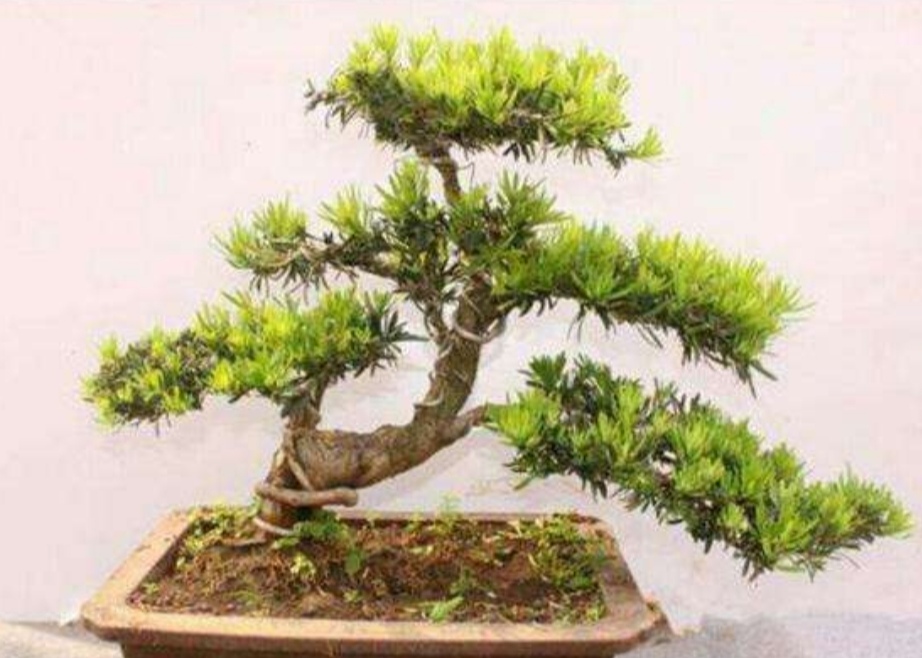 罗汉松盆景养殖方法和注意事项,罗汉松盆景怎么养长得好