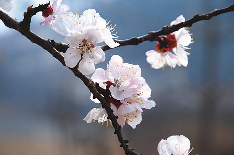 北陂杏花表达了王安石怎样的情感,宋代王安石写的北陂杏花翻译