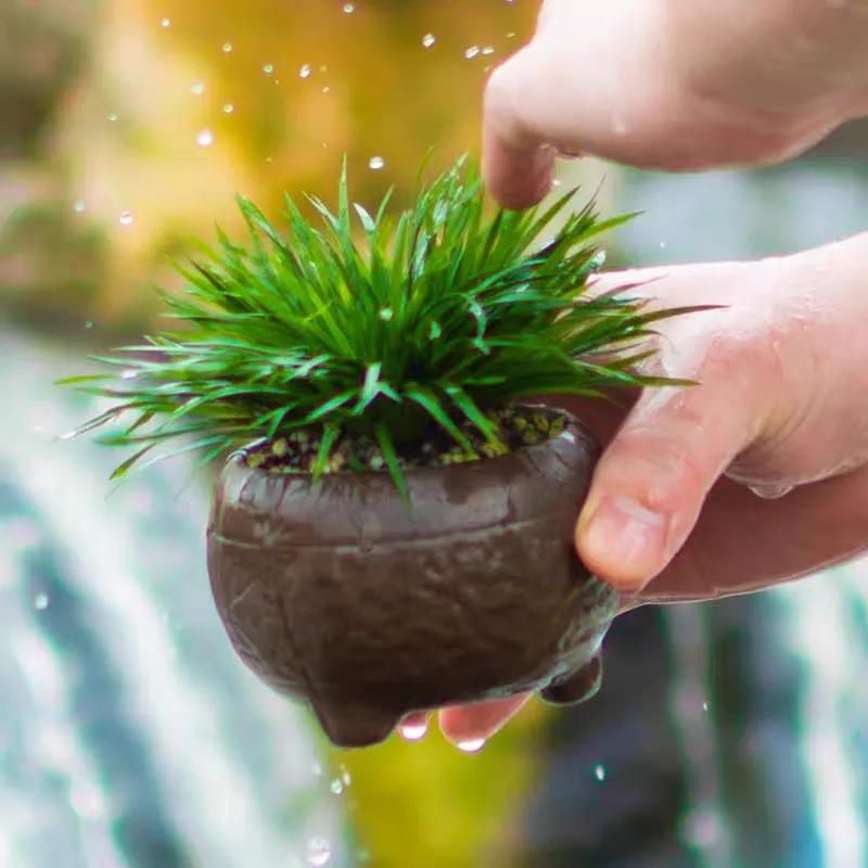 一年四季不死的十种花水养,最好养的3种花丢土里就能活