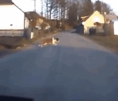 「论坛」小区里面的25个养狗的人，开会讨论zezeze