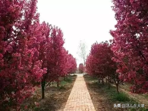 大“疫”灭清，天津2020赏花地图上线！