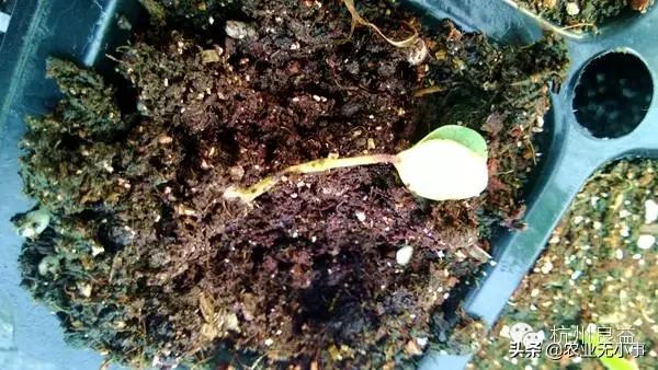 新版西瓜病虫害解决方案,2020西瓜病害视频