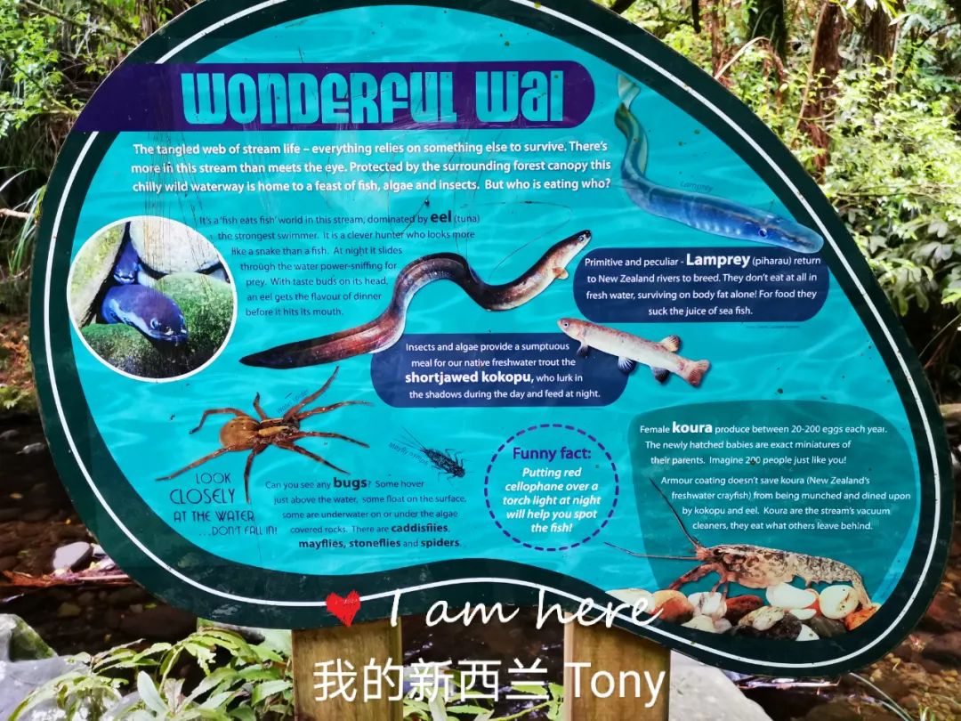 新西兰的雨林||皮龙亚狂想曲（7）