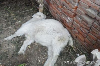 羊快疫最佳治疗方法,羊快疫怎么治疗最有效