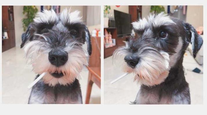 雪纳瑞各个阶段性格,雪纳瑞的五大特征