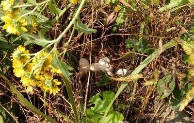 乌鸡应该怎么养，看看这里或许就知道了，和普通养鸡差别不大