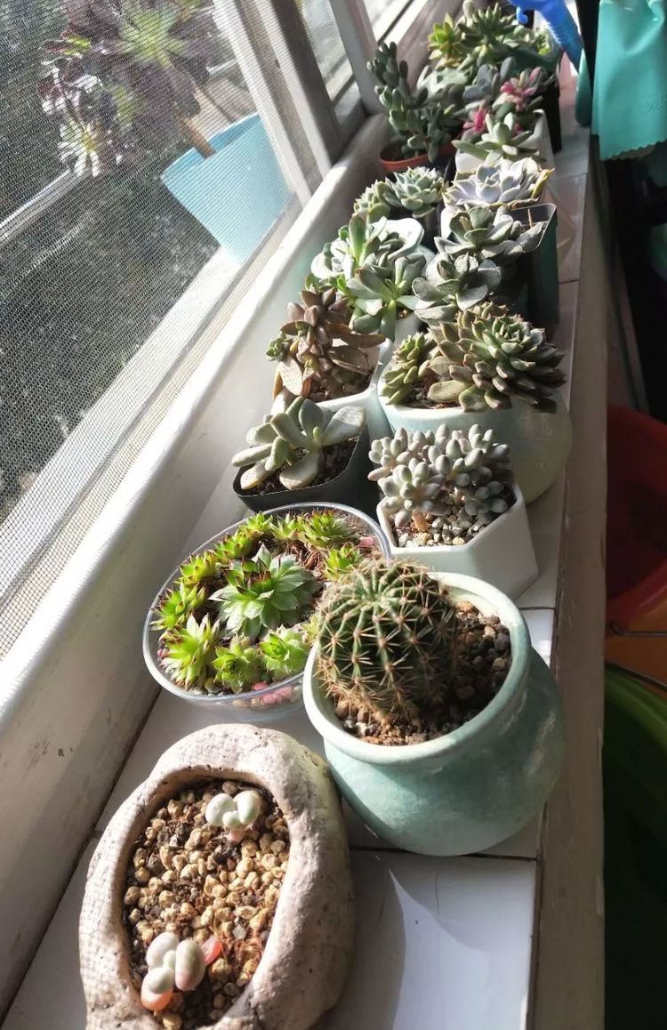 大四老学姐的寝室生活,养肉路上的真实感受