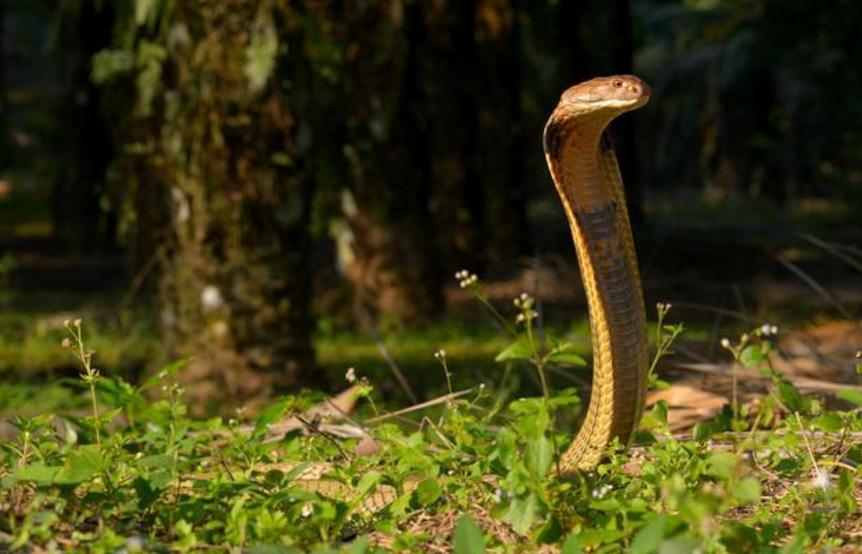 世界上最毒的内陆太攀蛇，速度极快，为何还会轻易被其它蛇捕杀？