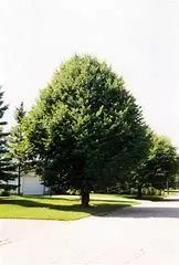 欧洲小叶椴绿塔,欧洲小叶椴树图片