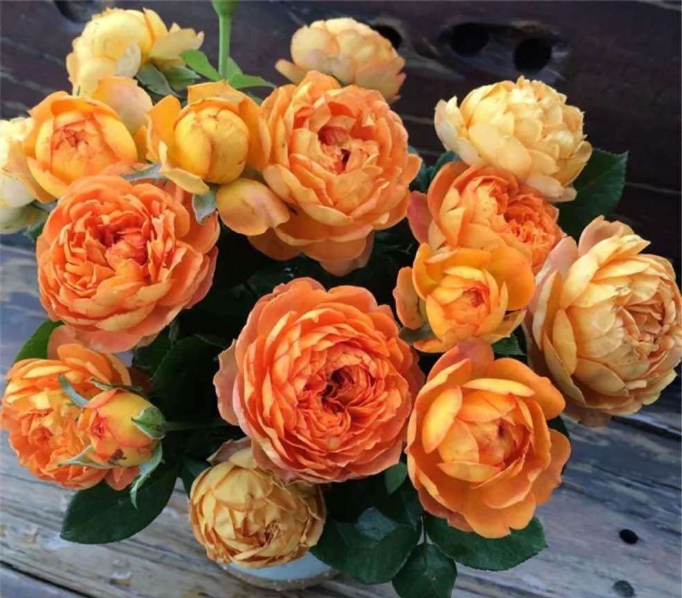 100种月季经典品种,100种经典月季品种