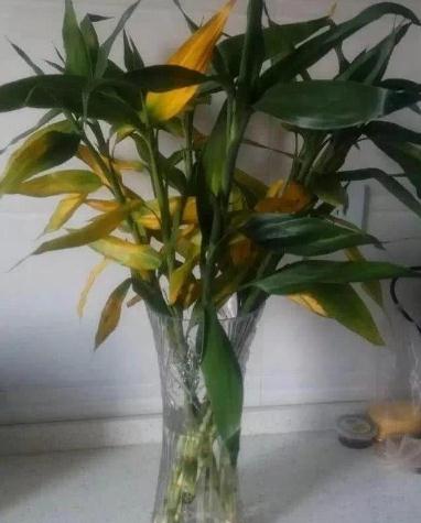 富贵竹叶怎么养才能更旺盛,富贵竹叶子发黄施什么肥