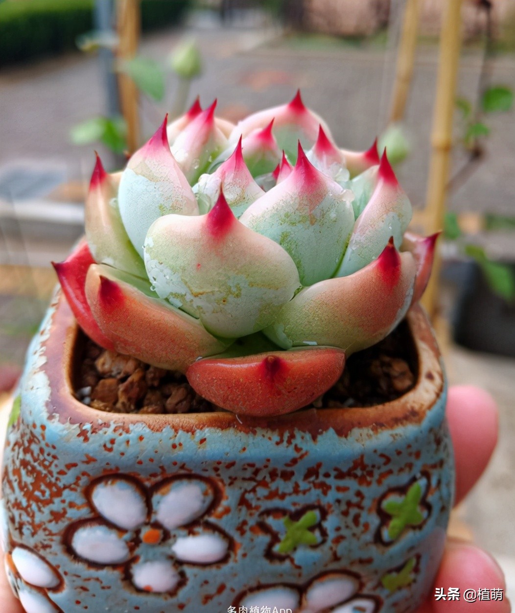 吉娃娃最佳控养方法,有人觉得吉娃娃好吗