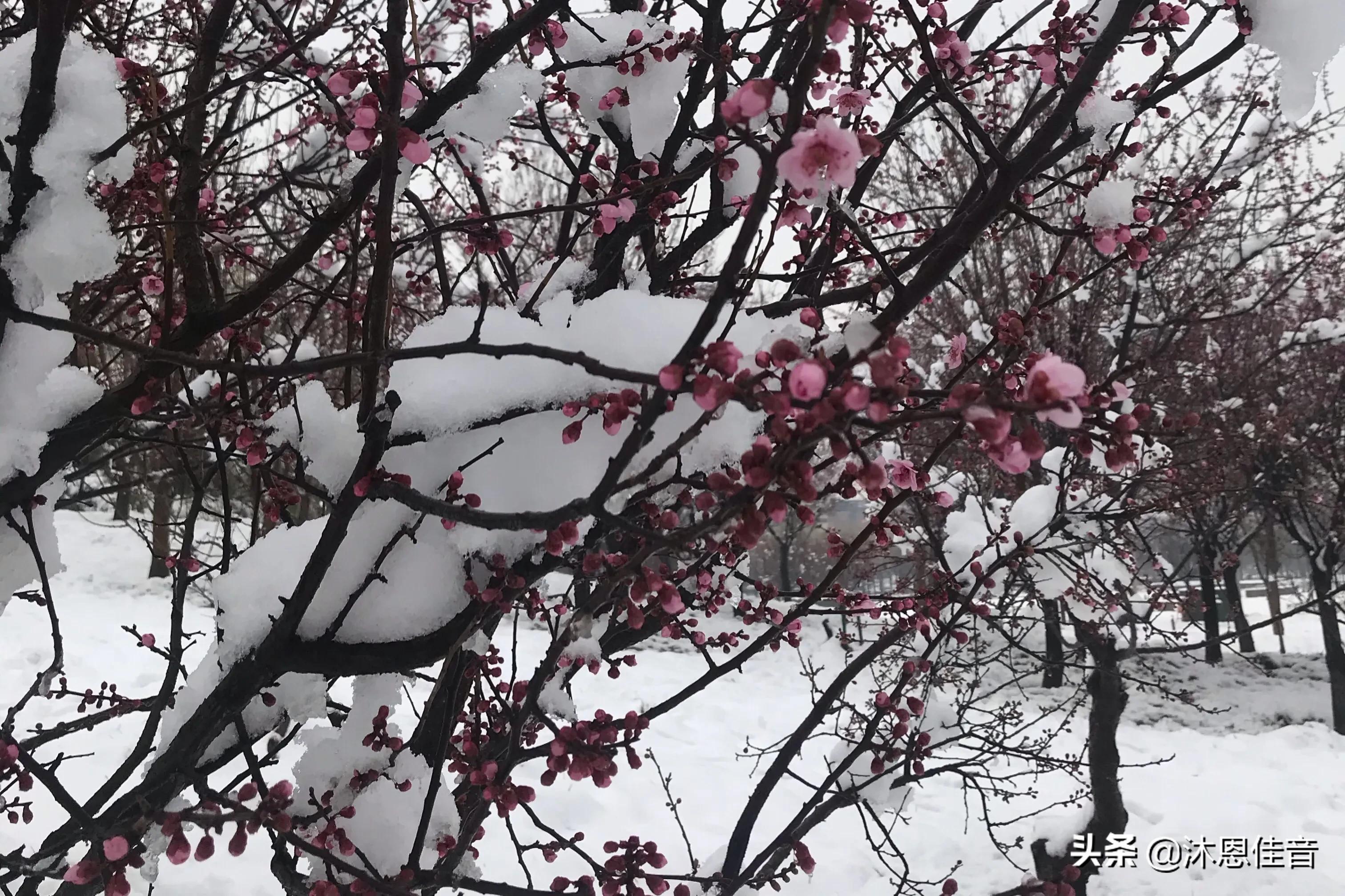 郑州“雷打雪”奇观,郑州雷打雪是什么
